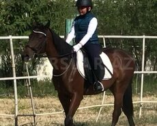 Atçılıq dərsləri